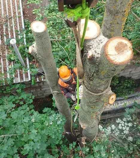 Альпинист на дереве вид сверху